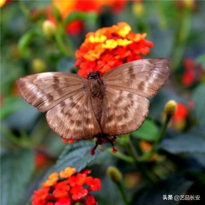 潮人篮球华为版下载
